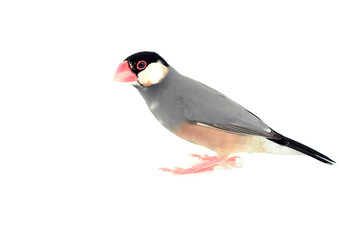 Java Sparrow bird