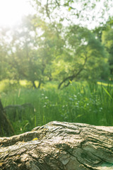 summer day in the park