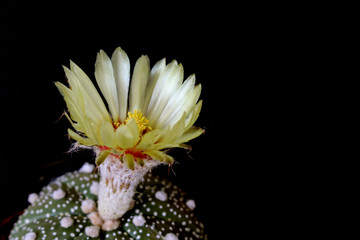 Fototapeta na wymiar cute green cactus in pot with beautiful yellow flowers on black background