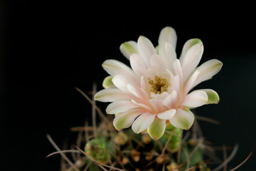 cute green cactus in pot with beautiful pink flowers on black background