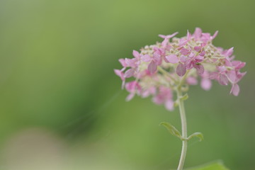 ピンクアナベル(1)