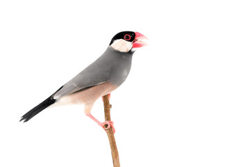 Java Sparrow Bird