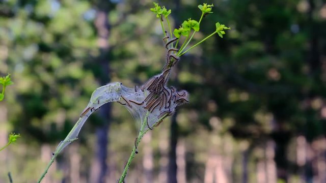 Brood of caterpillars of a Malacosoma castrensis on a plant stem in the forest, summer day, Ukraine