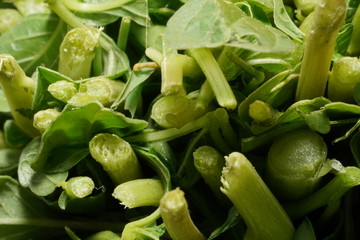 Obraz premium Green leaves stems