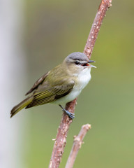 Red-eyed Vireo (vireo olivaceus)