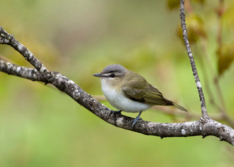 Red-eyed Vireo (Vireo olivaceus)