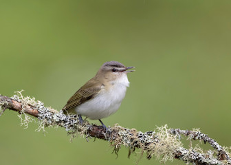 Red-eyed Vireo