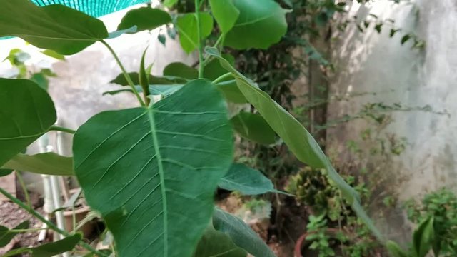 Closeup video of Sacred fig small  tree on garden