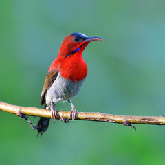 Crimson Sunbird bird