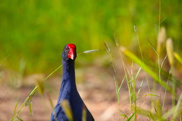 coot in the morning