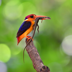 Oriental Dwarf Kingfisher