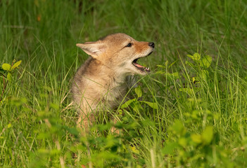 Coyote & cubs