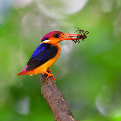Oriental Dwarf Kingfisher
