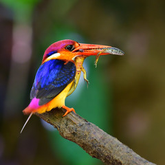 Oriental Dwarf Kingfisher