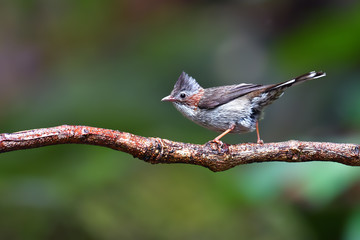 Chestnut-collared Yuhina bird