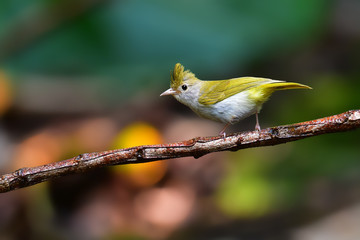 White-bellied Erpornis bird