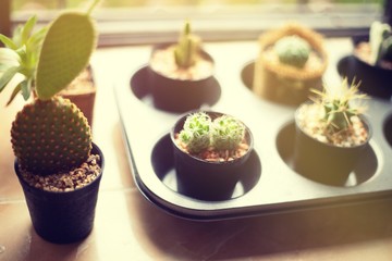cactus plants on pot