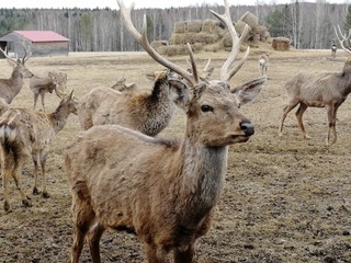 Fototapeta premium deer farm