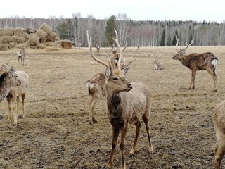 deer farm