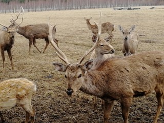 deer farm