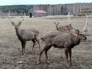 deer farm