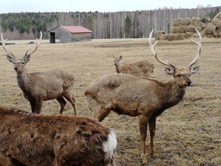 deer farm
