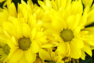 blossom of yellow Chrysanthemum flowers ( Chrysanthemum Altyn Ay)