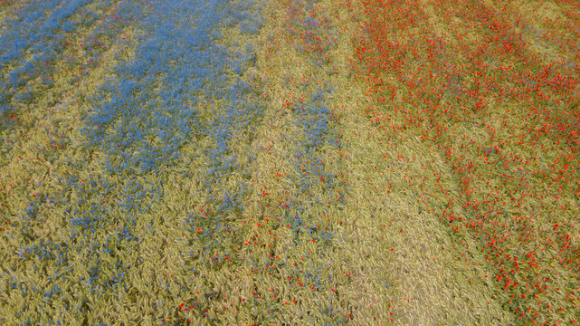 poppy field with cornflowers in a mid aerial view