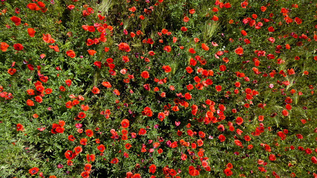 mohn von oben gesehen 