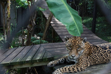 Jaguar descanzando © Fernando