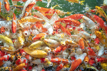 Many koi fish swim in the pond.shallow focus effect.