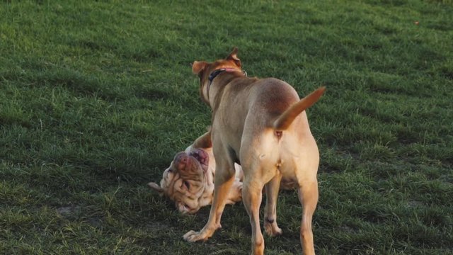 Brown Sharpie puppy playing with another dog