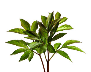Peony flower foliage on an isolated white background. Peony leaves isolate