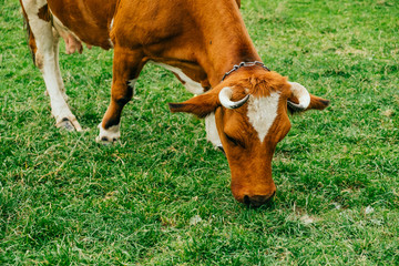 Brown cow grazing on mountain