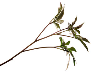 Peony flower foliage on an isolated white background. Peony leaves isolate