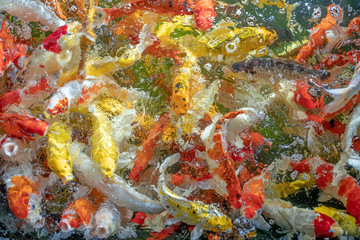 Many koi fish swim in the pond.shallow focus effect.