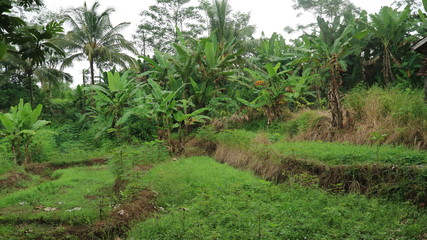 The Farmer planting on the organic paddy rice farmland