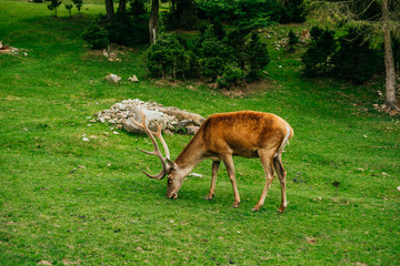 Obraz na płótnie Canvas Deer grazing the grass