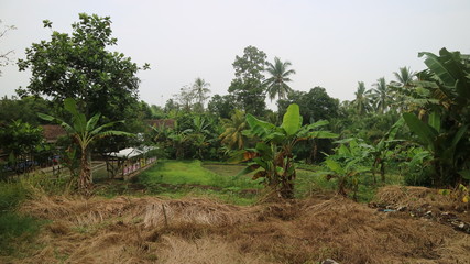 Some people fishing in village fish pool