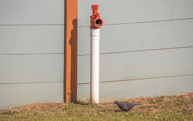 A feral pigeon looks for drops of water from a fire hydrant on a public street image in landscape...