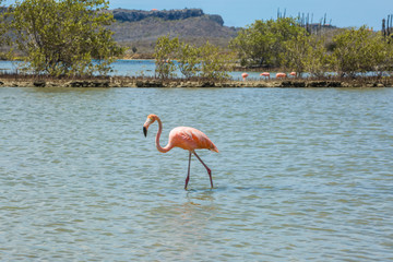Flamingos - Views around the Caribbean Island of Curacao