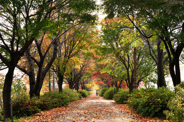 Naklejka premium autumn scenery