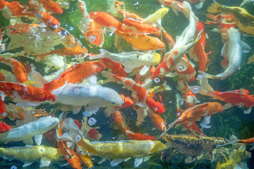 Many koi fish swim in the pond.shallow focus effect.