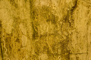 wall fungus texture