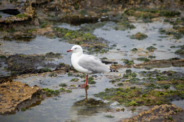 seagull 