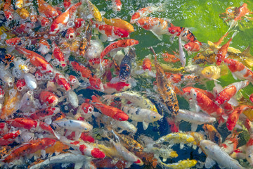 Fototapeta na wymiar Many koi fish swim in the pond.shallow focus effect.