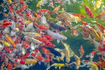 Many koi fish swim in the pond.shallow focus effect.