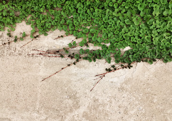 green creeper plant on white concrete wall