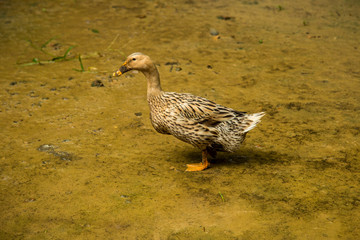duck, village on bangladesh