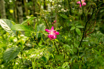 loosestrife and pomegranate family
